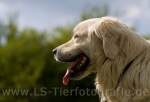 42 Balu